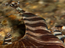 How an Octopus sees its own arm... Perspective changed us... by Andrew Macleod 